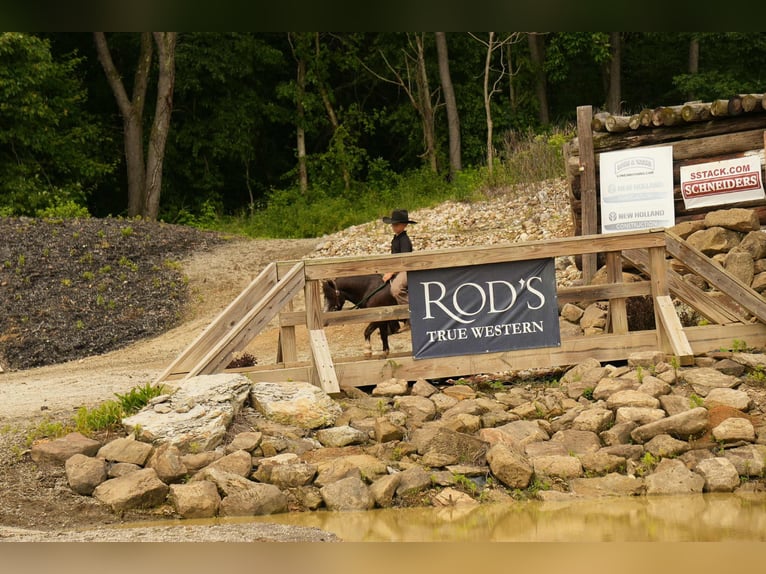 Meer ponys/kleine paarden Ruin 4 Jaar 86 cm in Fresno, OH