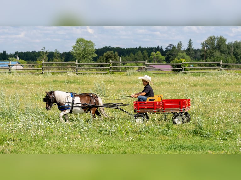 Meer ponys/kleine paarden Ruin 4 Jaar 86 cm in Nevis, MN