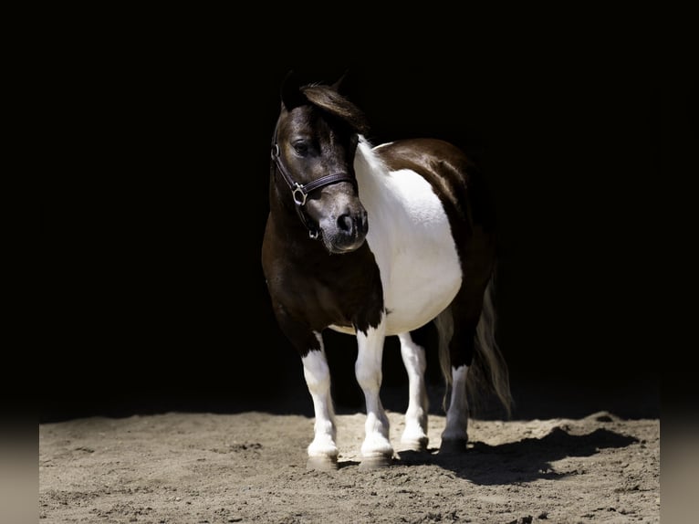 Meer ponys/kleine paarden Ruin 4 Jaar 86 cm in Nevis, MN