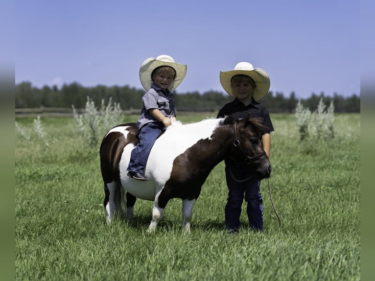 Meer ponys/kleine paarden Ruin 4 Jaar 86 cm in Nevis, MN