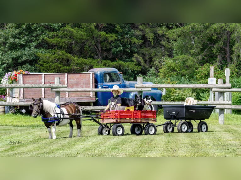 Meer ponys/kleine paarden Ruin 4 Jaar 86 cm in Nevis, MN