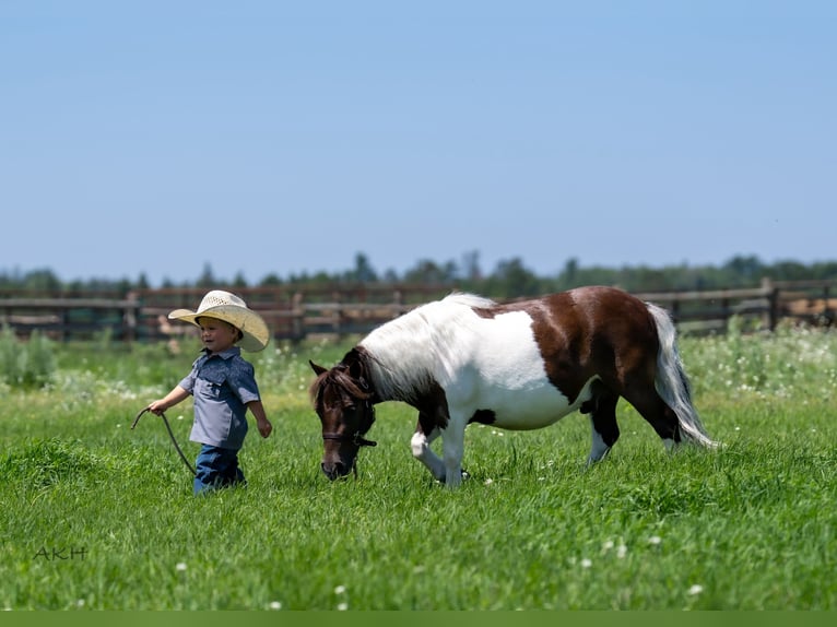 Meer ponys/kleine paarden Ruin 4 Jaar 86 cm in Nevis, MN