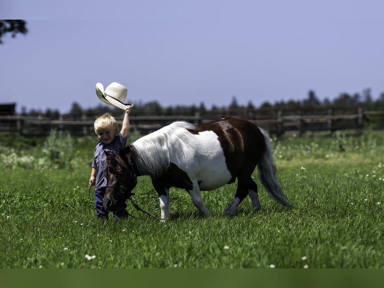 Meer ponys/kleine paarden Ruin 4 Jaar 86 cm in Nevis, MN
