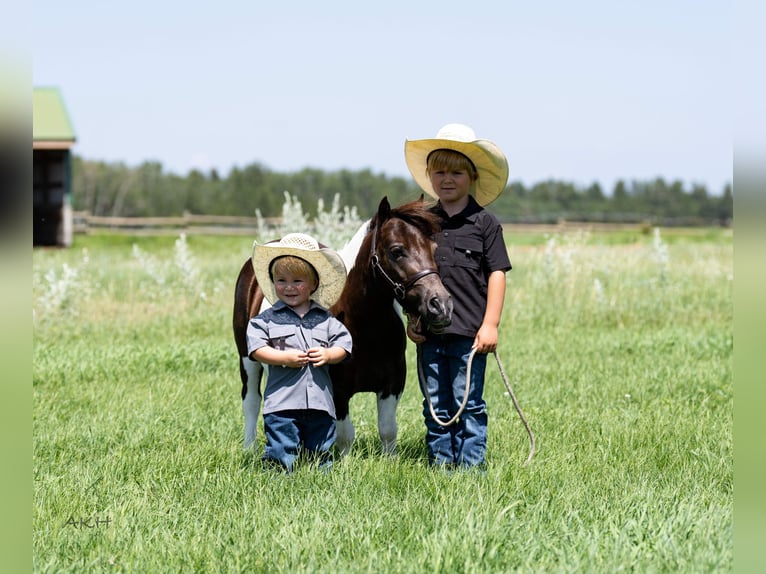 Meer ponys/kleine paarden Ruin 4 Jaar 86 cm in Nevis, MN