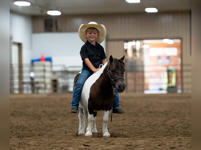 Meer ponys/kleine paarden Ruin 4 Jaar 86 cm in Nevis, MN