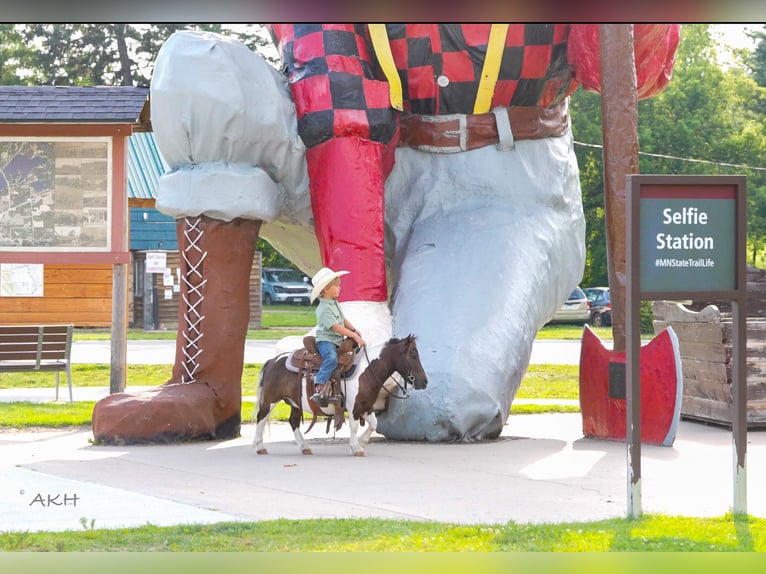 Meer ponys/kleine paarden Ruin 4 Jaar 86 cm in Nevis, MN