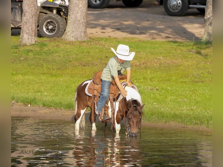 Meer ponys/kleine paarden Ruin 4 Jaar 86 cm in Nevis, MN