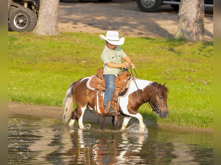 Meer ponys/kleine paarden Ruin 4 Jaar 86 cm in Nevis, MN