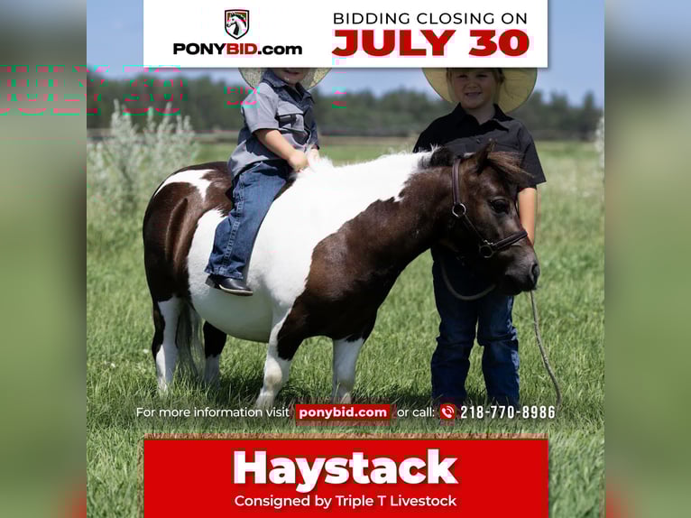 Meer ponys/kleine paarden Ruin 4 Jaar 86 cm in Nevis, MN