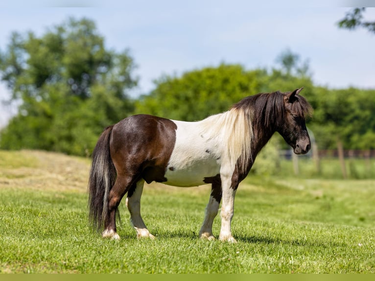 Meer ponys/kleine paarden Ruin 4 Jaar 89 cm Gevlekt-paard in Ewing