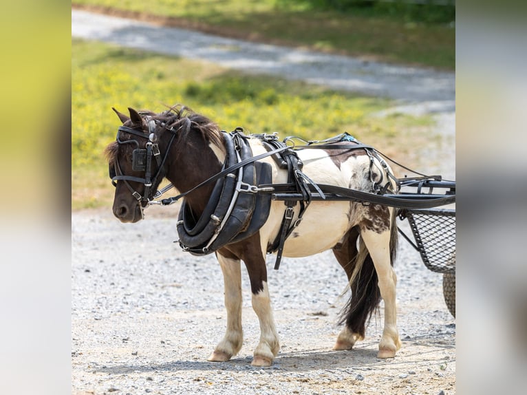 Meer ponys/kleine paarden Ruin 4 Jaar 89 cm Gevlekt-paard in Ewing
