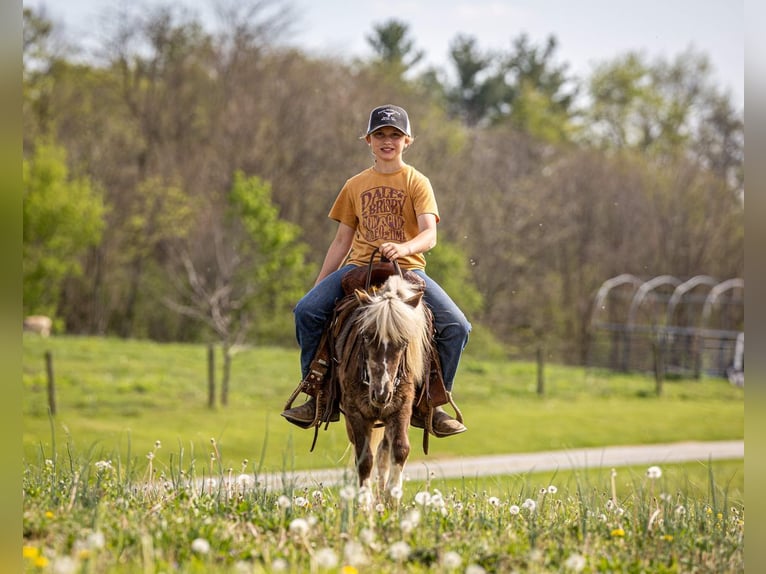 Meer ponys/kleine paarden Ruin 4 Jaar 89 cm Gevlekt-paard in Ewing