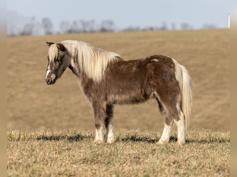 Meer ponys/kleine paarden Ruin 4 Jaar 89 cm Gevlekt-paard in Ewing