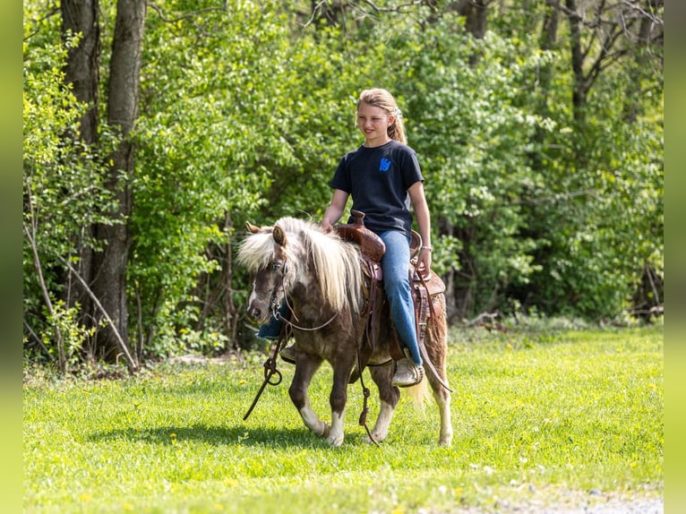 Meer ponys/kleine paarden Ruin 4 Jaar 89 cm Gevlekt-paard in Ewing
