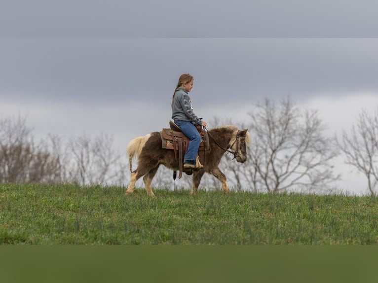 Meer ponys/kleine paarden Ruin 4 Jaar 89 cm Gevlekt-paard in Ewing