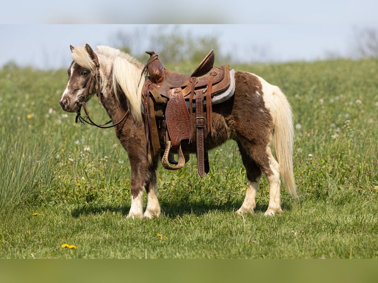 Meer ponys/kleine paarden Ruin 4 Jaar 89 cm Gevlekt-paard in Ewing