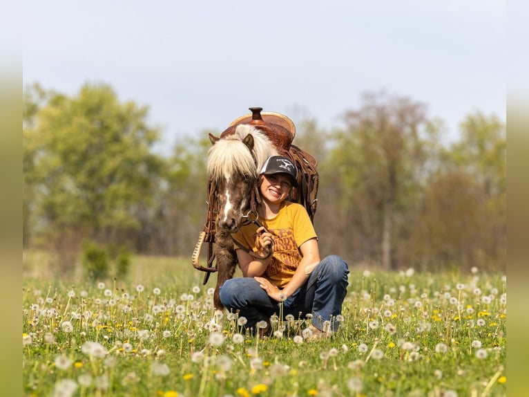 Meer ponys/kleine paarden Ruin 4 Jaar 89 cm Gevlekt-paard in Ewing