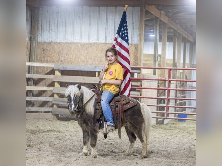 Meer ponys/kleine paarden Ruin 4 Jaar 89 cm Gevlekt-paard in Ewing