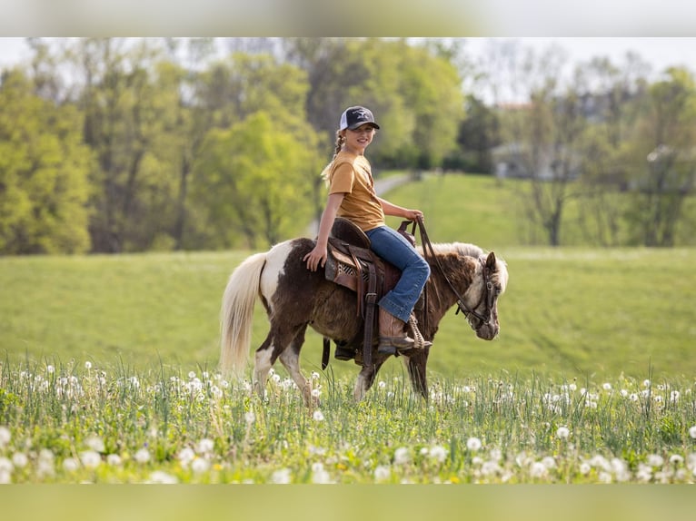 Meer ponys/kleine paarden Ruin 4 Jaar 89 cm Gevlekt-paard in Ewing