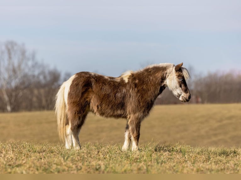 Meer ponys/kleine paarden Ruin 4 Jaar 89 cm Gevlekt-paard in Ewing