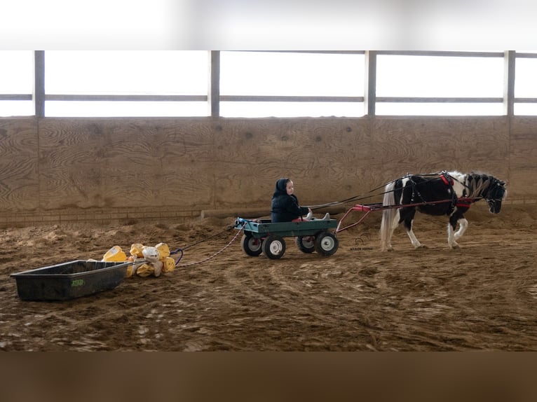 Meer ponys/kleine paarden Ruin 4 Jaar 91 cm Gevlekt-paard in Fredericksburg