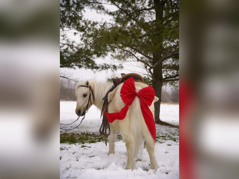 Meer ponys/kleine paarden Ruin 4 Jaar 94 cm Palomino in Bristolville