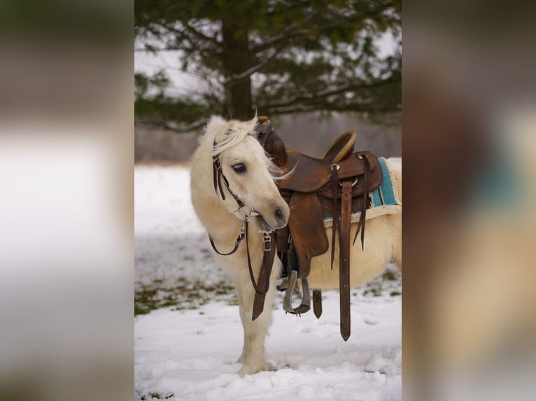 Meer ponys/kleine paarden Ruin 4 Jaar 94 cm Palomino in Bristolville