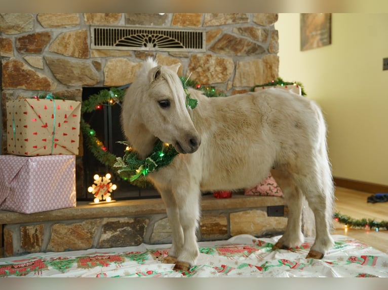 Meer ponys/kleine paarden Ruin 4 Jaar 94 cm Palomino in Bristolville