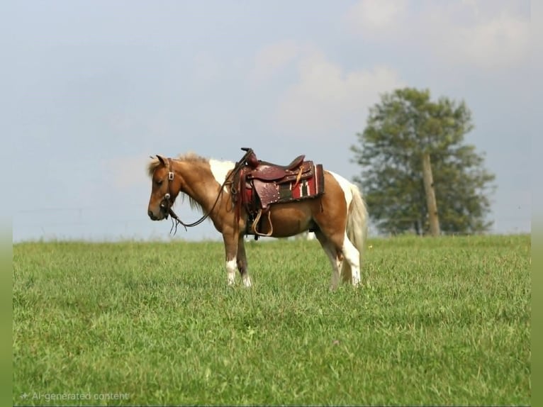 Meer ponys/kleine paarden Ruin 4 Jaar 97 cm Gevlekt-paard in Rebersburg