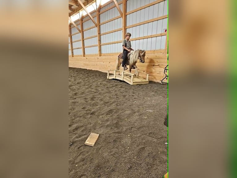 Meer ponys/kleine paarden Ruin 4 Jaar 97 cm Gevlekt-paard in Rebersburg