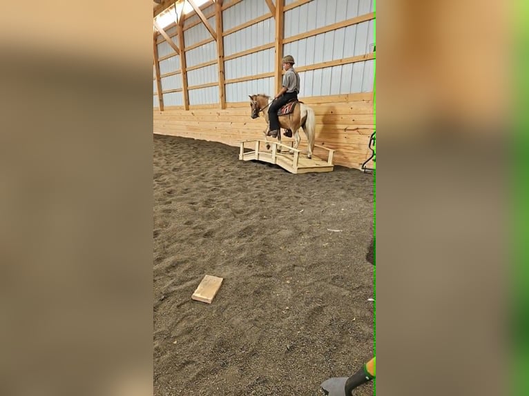 Meer ponys/kleine paarden Ruin 4 Jaar 97 cm Gevlekt-paard in Rebersburg
