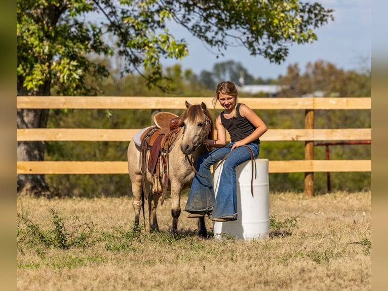 Meer ponys/kleine paarden Ruin 4 Jaar 99 cm Buckskin in Ewing