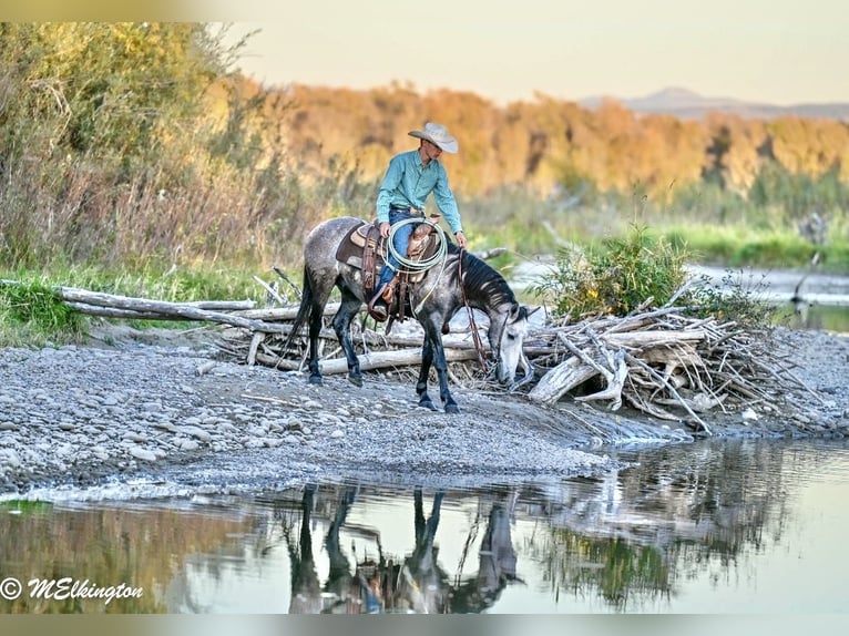 Meer ponys/kleine paarden Ruin 4 Jaar Buckskin in Rigby