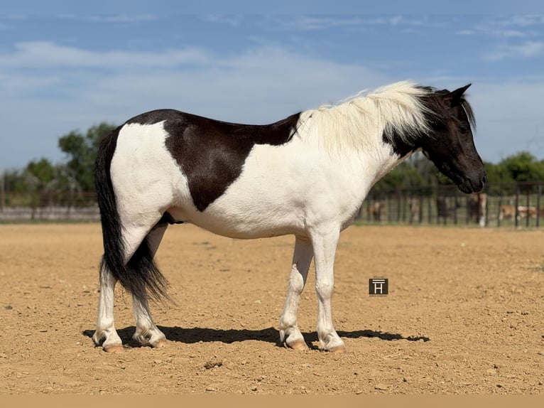Meer ponys/kleine paarden Ruin 4 Jaar Gevlekt-paard in Weatherford
