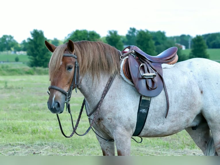 Meer ponys/kleine paarden Ruin 4 Jaar Roan-Red in Purdy