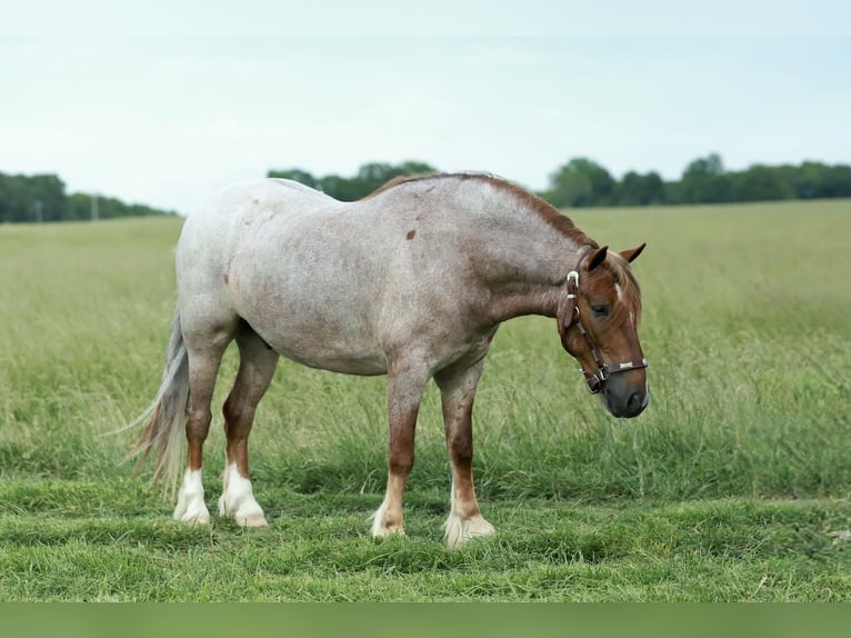 Meer ponys/kleine paarden Ruin 4 Jaar Roan-Red in Purdy