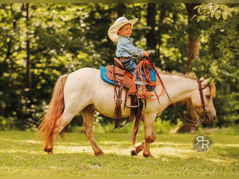 Meer ponys/kleine paarden Ruin 5 Jaar 102 cm Falbe in Lyles