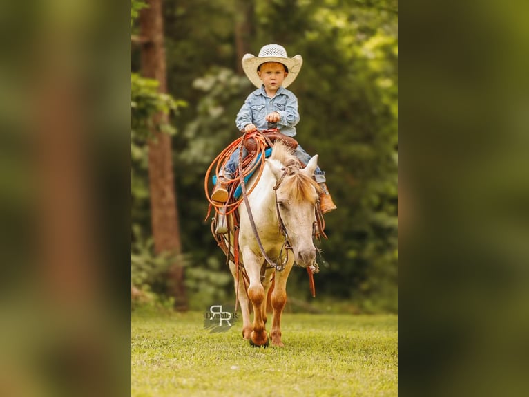 Meer ponys/kleine paarden Ruin 5 Jaar 102 cm Falbe in Lyles