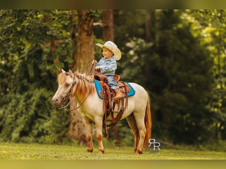 Meer ponys/kleine paarden Ruin 5 Jaar 102 cm Falbe in Lyles