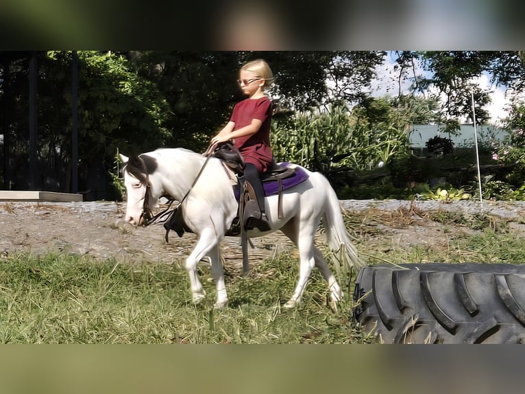 Meer ponys/kleine paarden Ruin 5 Jaar 102 cm Gevlekt-paard in Allenwood