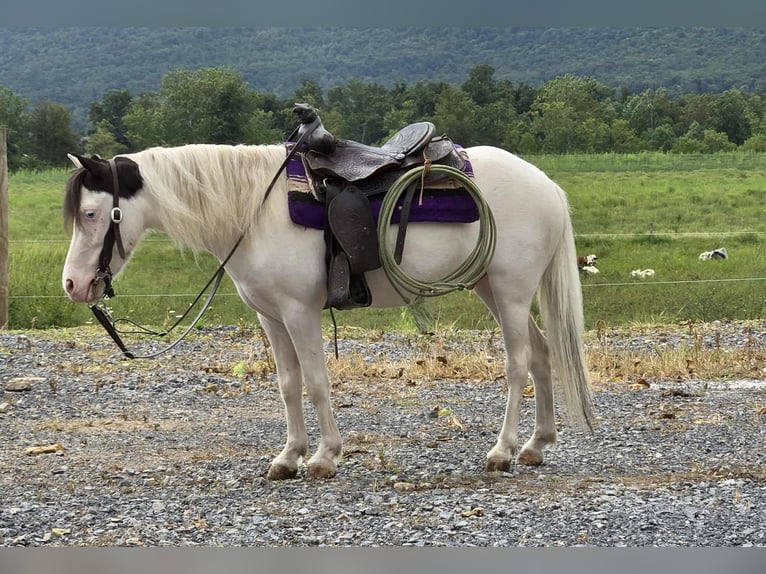 Meer ponys/kleine paarden Ruin 5 Jaar 102 cm Gevlekt-paard in Allenwood