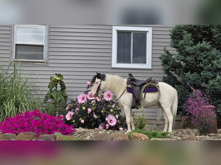 Meer ponys/kleine paarden Ruin 5 Jaar 102 cm Gevlekt-paard in Allenwood