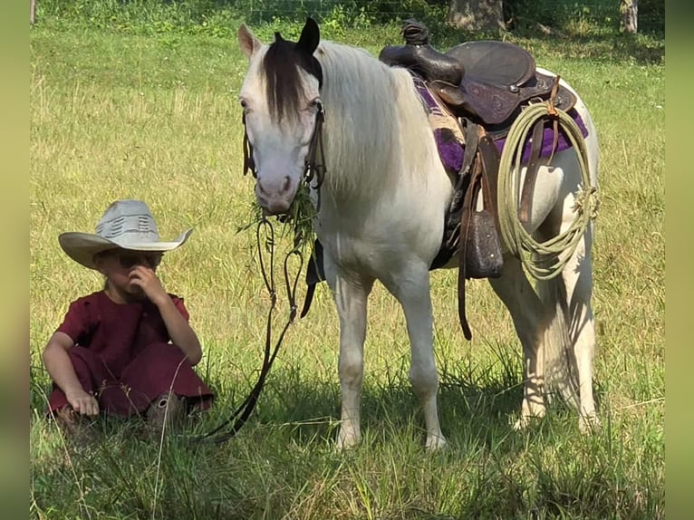 Meer ponys/kleine paarden Ruin 5 Jaar 102 cm Gevlekt-paard in Allenwood