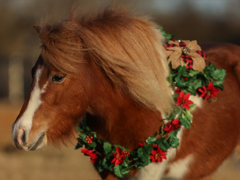 Meer ponys/kleine paarden Ruin 5 Jaar 102 cm Gevlekt-paard in Cleburne