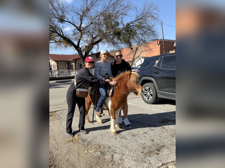 Meer ponys/kleine paarden Ruin 5 Jaar 102 cm Gevlekt-paard in Cleburne