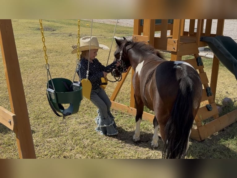 Meer ponys/kleine paarden Ruin 5 Jaar 102 cm Gevlekt-paard in Weatherford
