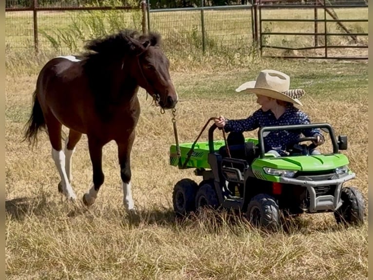 Meer ponys/kleine paarden Ruin 5 Jaar 102 cm Gevlekt-paard in Weatherford