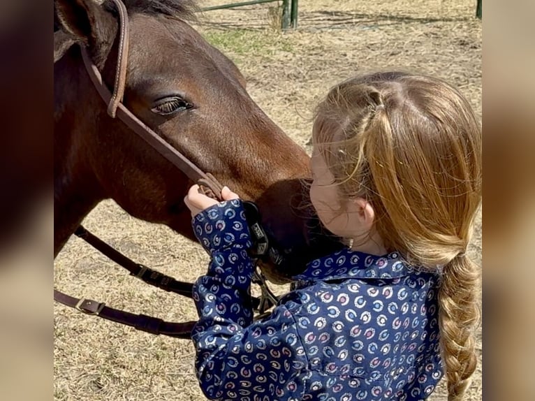 Meer ponys/kleine paarden Ruin 5 Jaar 102 cm Gevlekt-paard in Weatherford