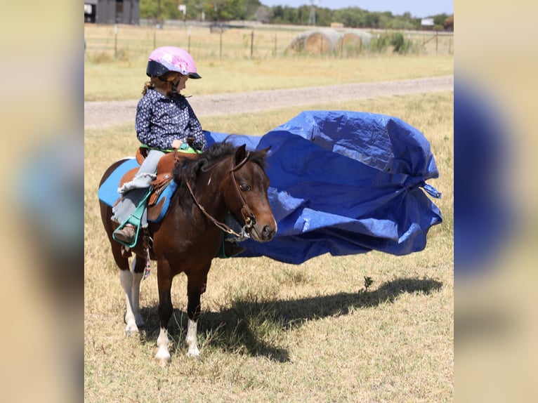 Meer ponys/kleine paarden Ruin 5 Jaar 102 cm Gevlekt-paard in Weatherford