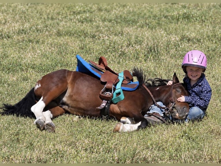 Meer ponys/kleine paarden Ruin 5 Jaar 102 cm Gevlekt-paard in Weatherford
